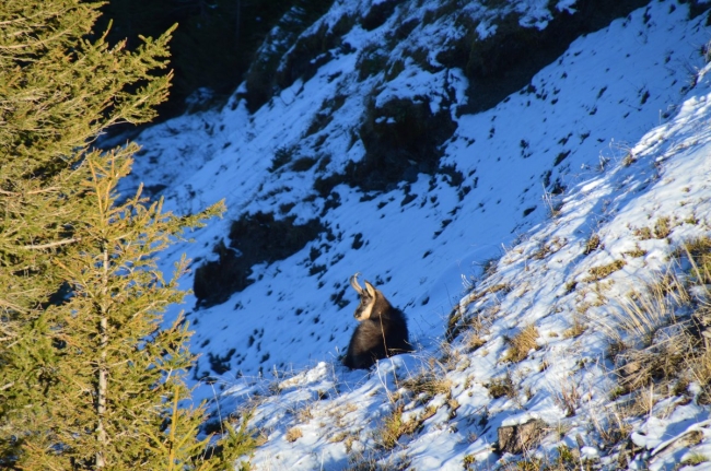 Rut du chamois - 8 novembre