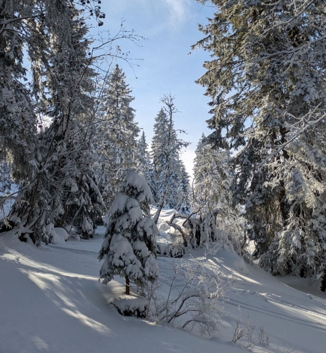 LA CABANE SECRÈTE - 30 au 31 janvier 2027